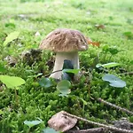 La Rosa Tra I Laghi Meina