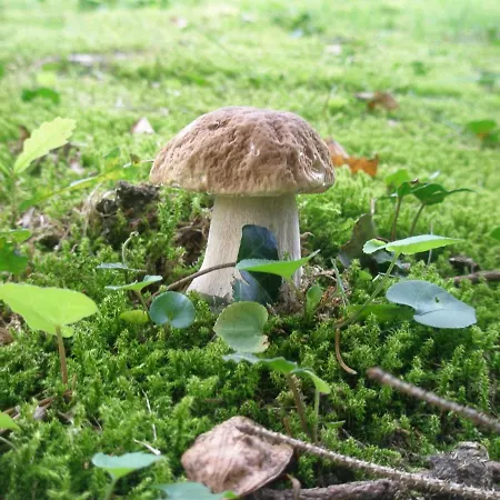 La Rosa Tra I Laghi Meina