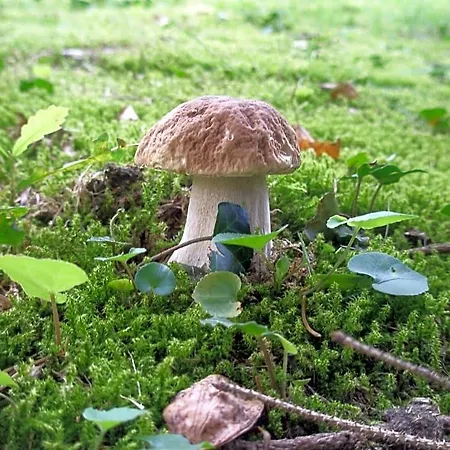 La Rosa Tra I Laghi 3*